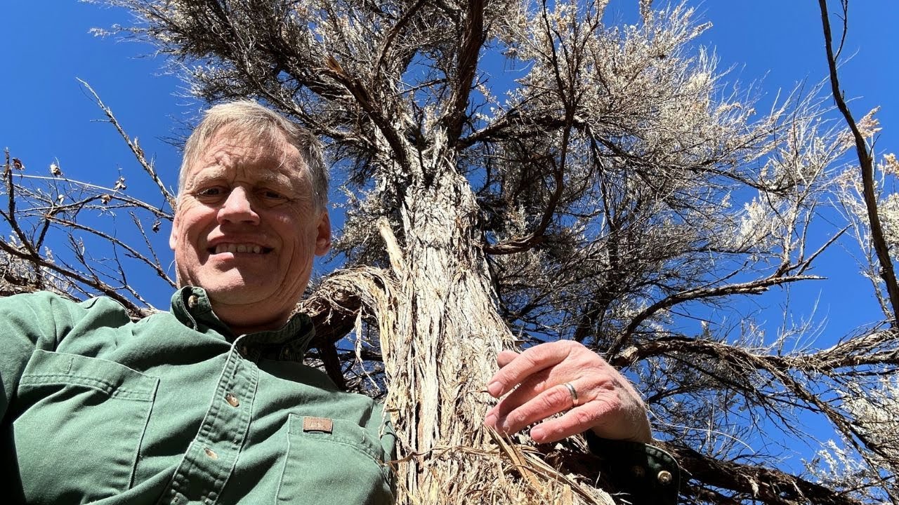 I Found a Giant Sagebrush!