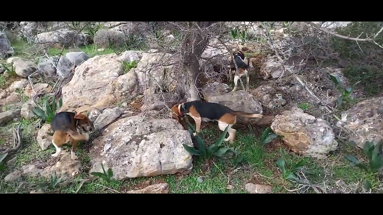 10/2/26 Κρήτη μπιγκλ εκπαιδευτικό 10/2/26 crete beagle practice