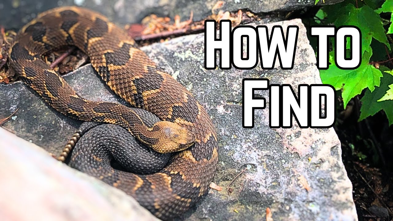 How to Find Snakes | Episode 4