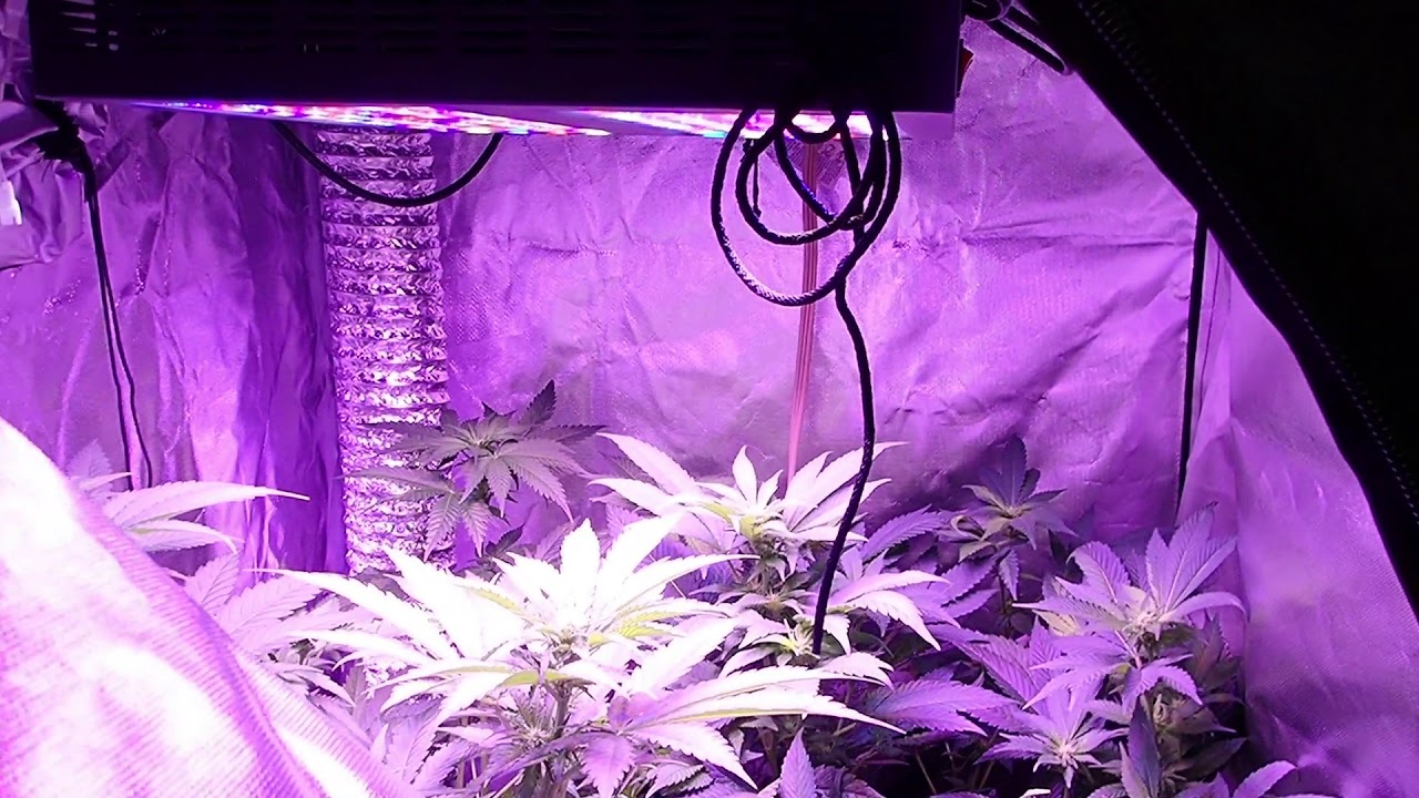 Cannabis DWC Between Feedings CalMag Solution