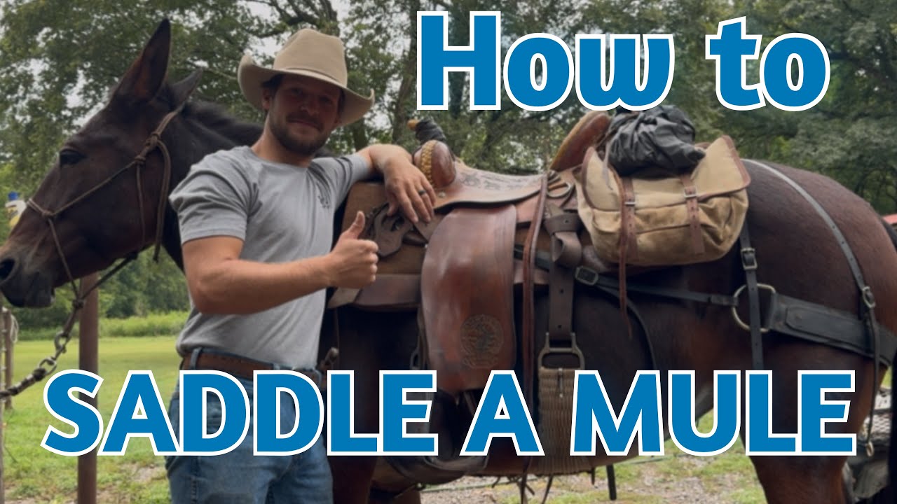 How to saddle a mule PROPERLY 