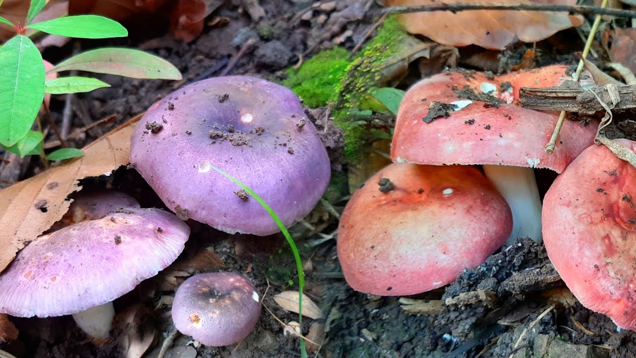 โคตรสวย!!เก็บเห็ดก่อแดง เห็ดหน้าแหล่ ดอกงามๆหมานๆครับ purple&red wild mushrooms.