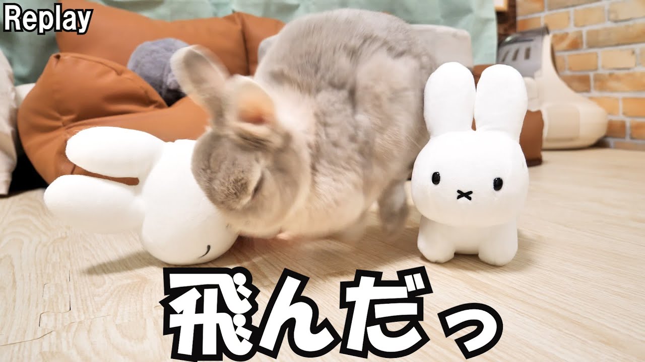 高所から落ちる夢を見てしまったうさぎさんの様子をとらえた瞬間