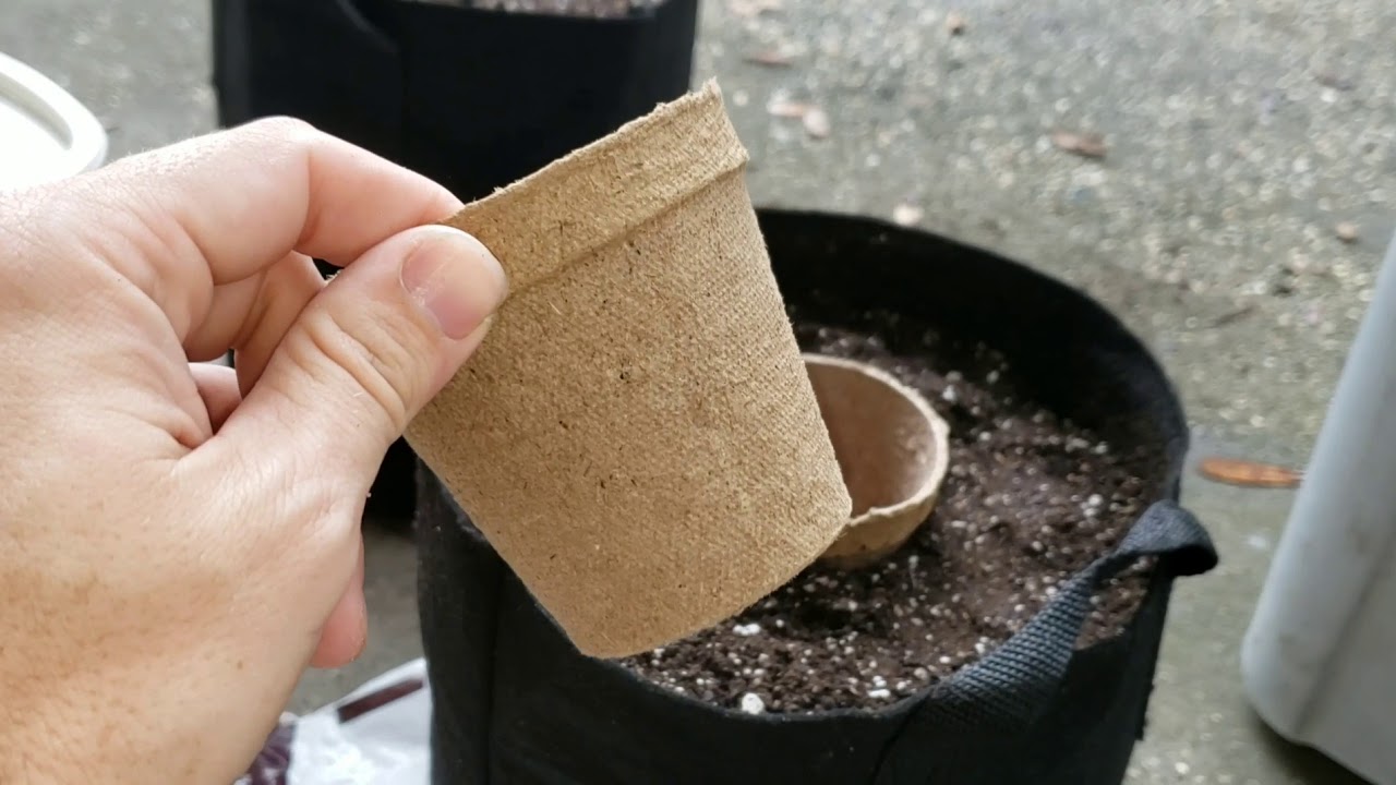Autoflower grow journal. Organic soil mix for small closet grows. Quick 2x4 tent setup.