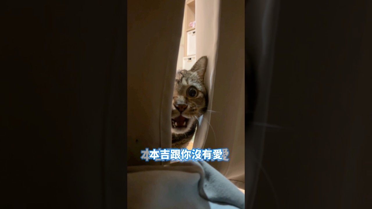 請舅舅幫忙照顧麻吉哥🔥麻吉哥一直跑來罵舅舅🦭【麻吉太郎】 #癱瘓貓 #貓 #可愛 #cute #shorts