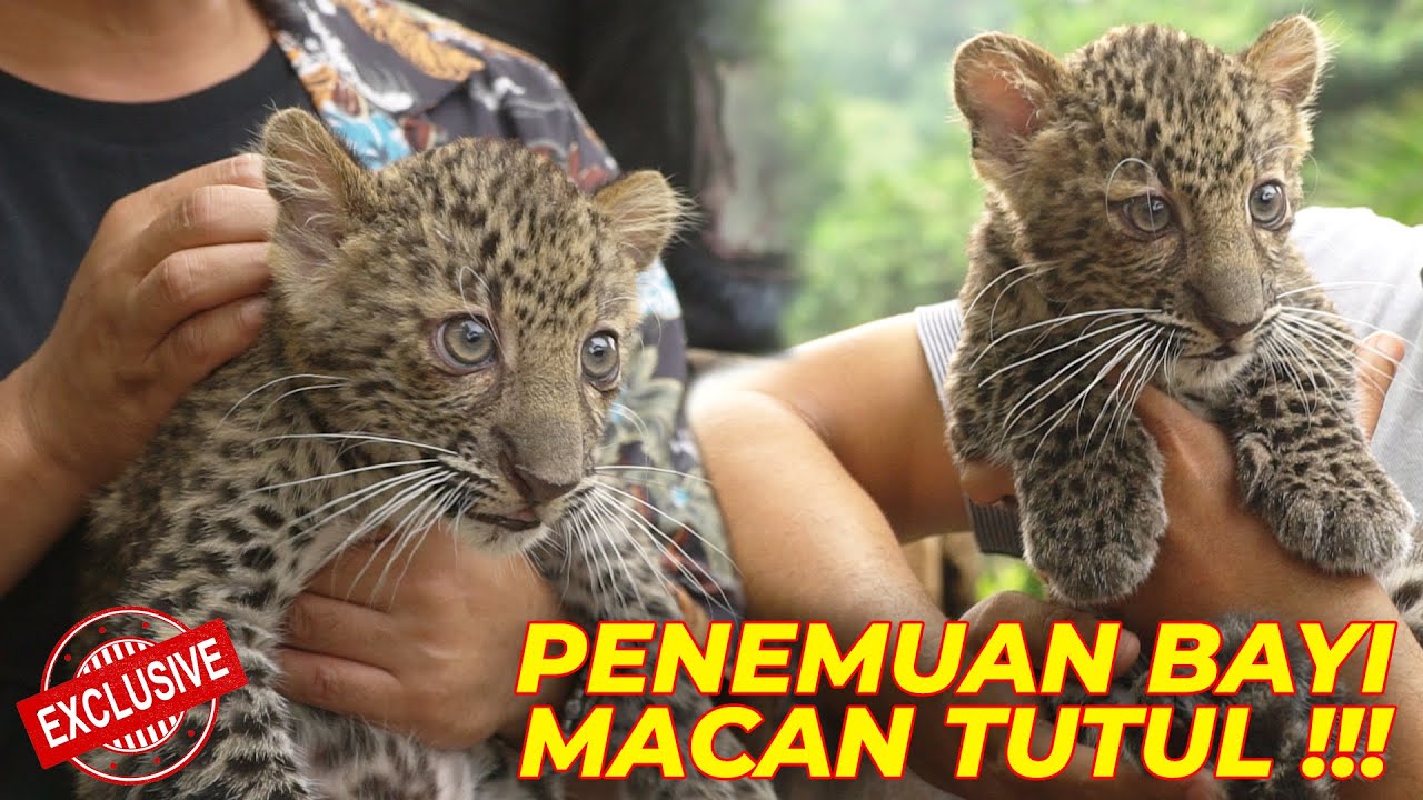 MASYA ALLAH..PERTAMA KALI GENDONG BAYI MACAN TUTUL JAWA YANG TERLANTAR 😭 BEGINI KISAHNYA..