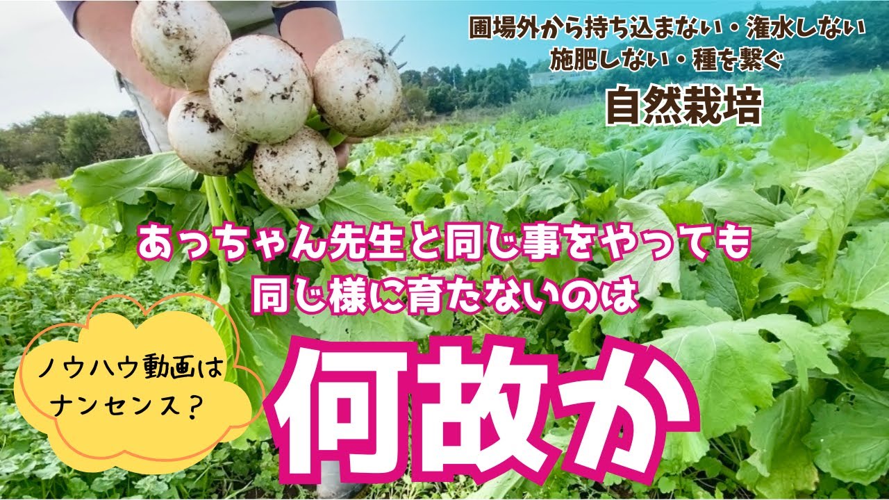 かぶ２品種の初収穫・積算温度とは何ぞや・今更だけど「農業ノウハウ動画」を辞めた理由（当チャンネルの現在のコンセプト）【#自然栽培】