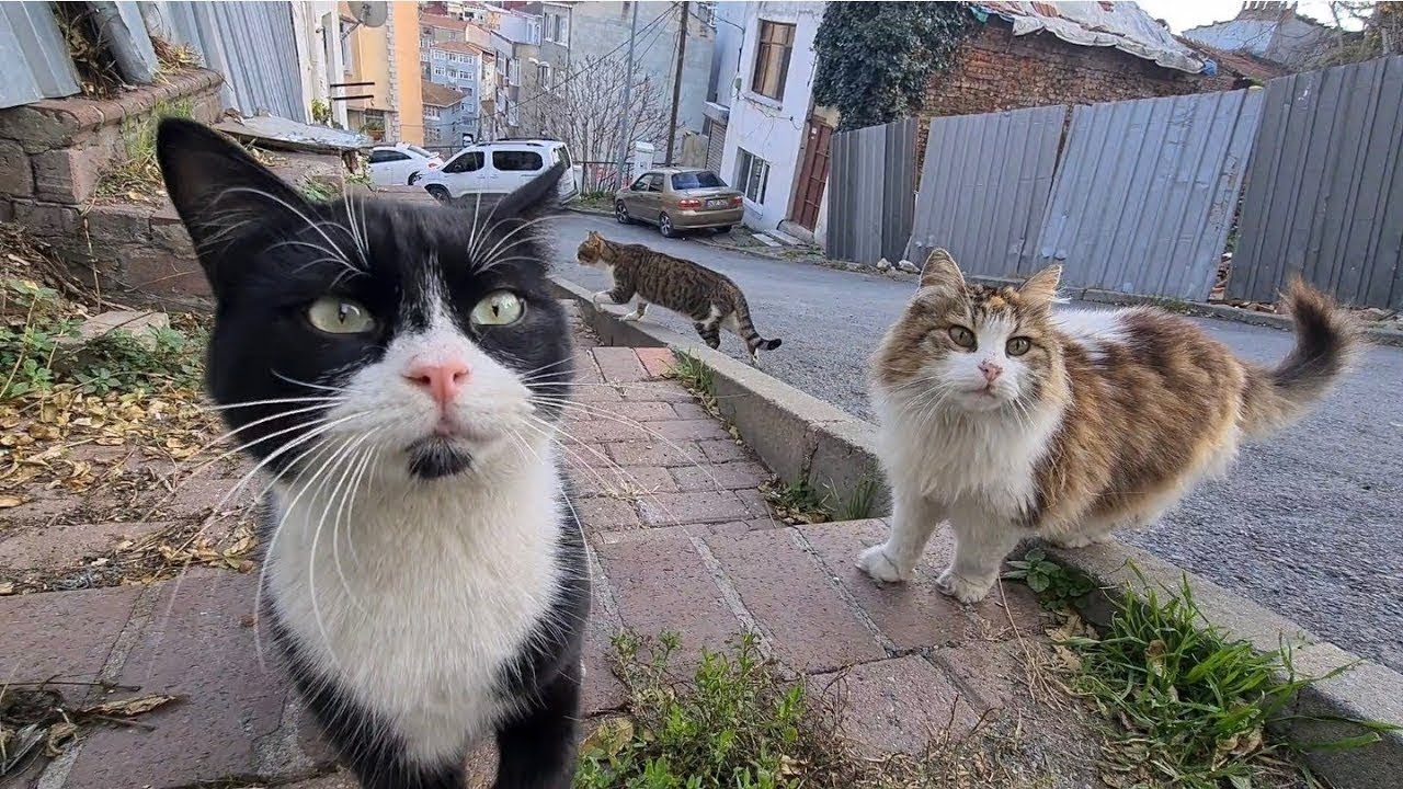 When you enter this street, dozens of cats gather around you.
