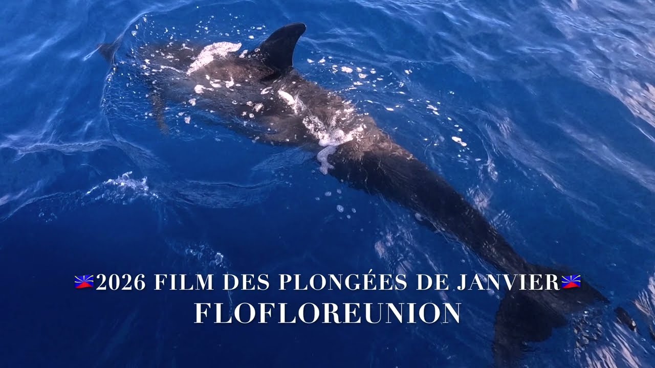 🇷🇪JANVIER 2026 FILM DES PLONGÉES DU MOIS🇷🇪  4K