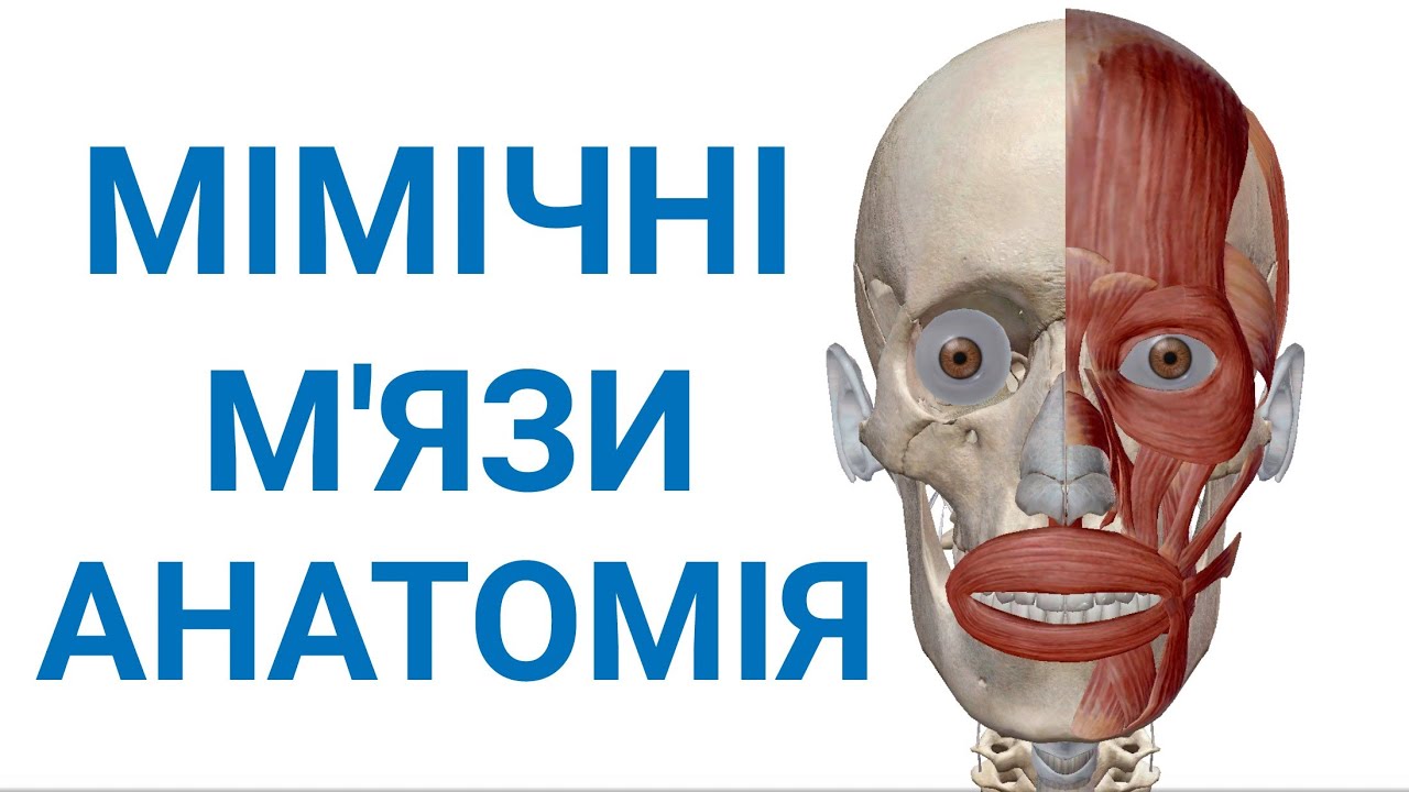 Мімічні м'язи анатомія