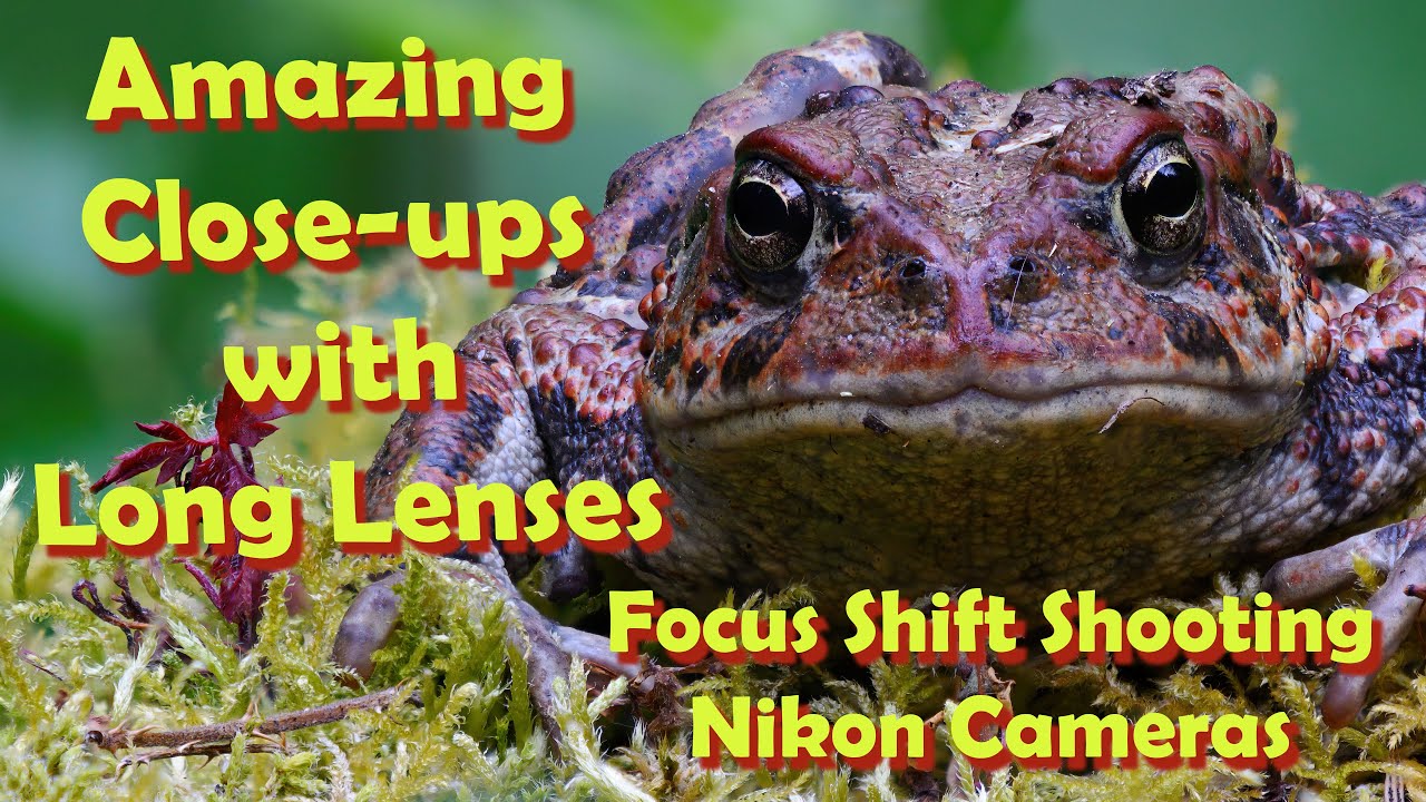 Amazing Close Up Photography using long lenses and focus stacking in Photoshop, Nikon Z8 Focus Shift