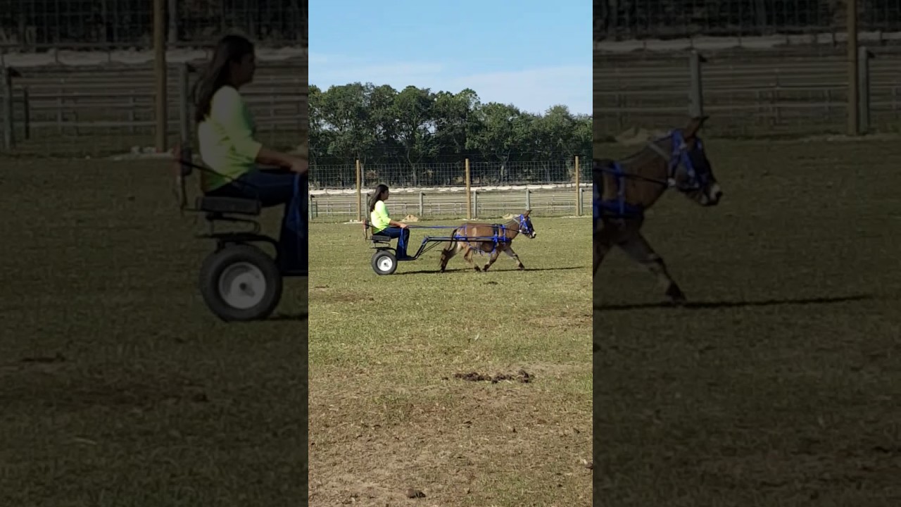 Mini Mule mare rides and drives