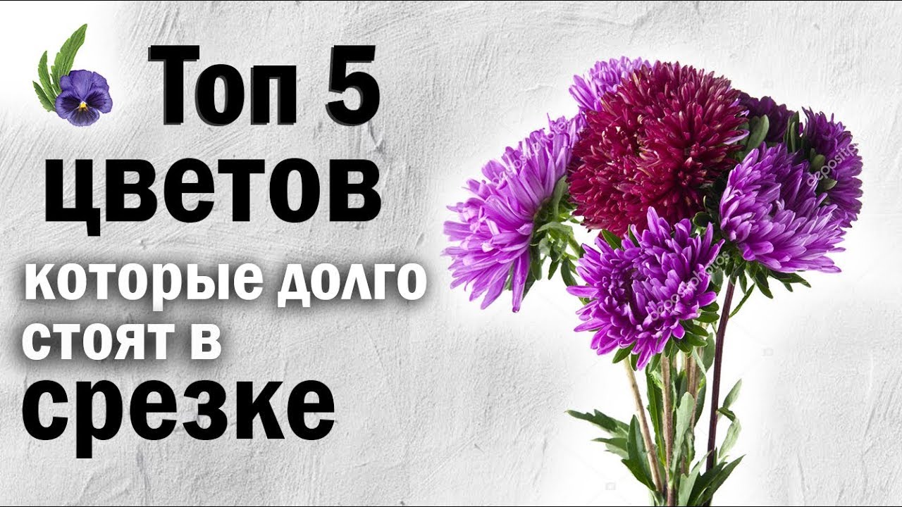 ТОП 5 Цветов Которые Долго Стоят в Вазе Цветы Которые Будут Долго Стоять в Срезке Флористика