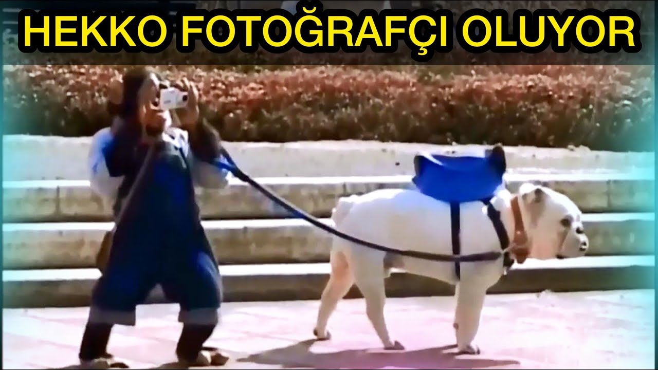MAYMUN HEKKO FOTOĞRAFCIDAN KAZIK YİYOR !