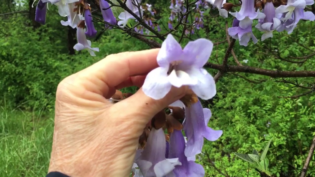 Royal Paulownia: a royal pain
