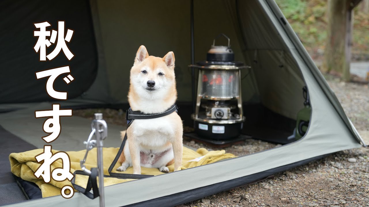 【犬連れキャンプ】若杉高原おおやキャンプ場 こもれびの森サイトで秋キャンプ（兵庫）