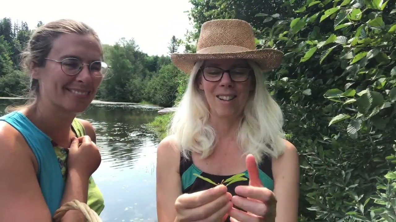 Où trouver et comment identifier le myrique baumier