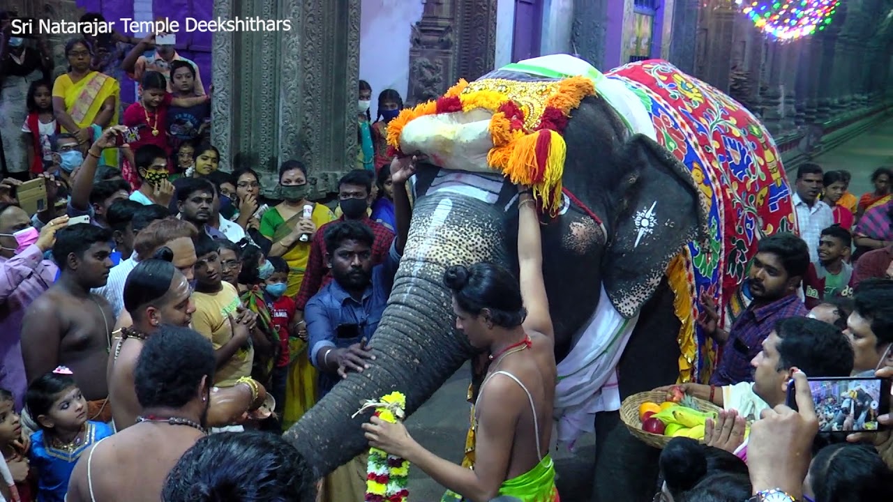 Chidambaram sri Natarajar Temple Festival Gaja pooja 2020