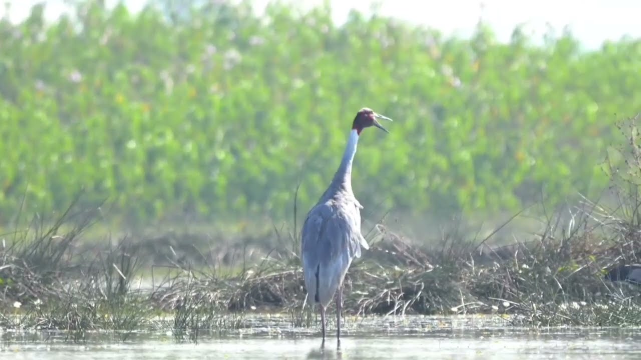 Iconic Bugling Call of India’s Tallest Flying Bird | Sarus crane voice 