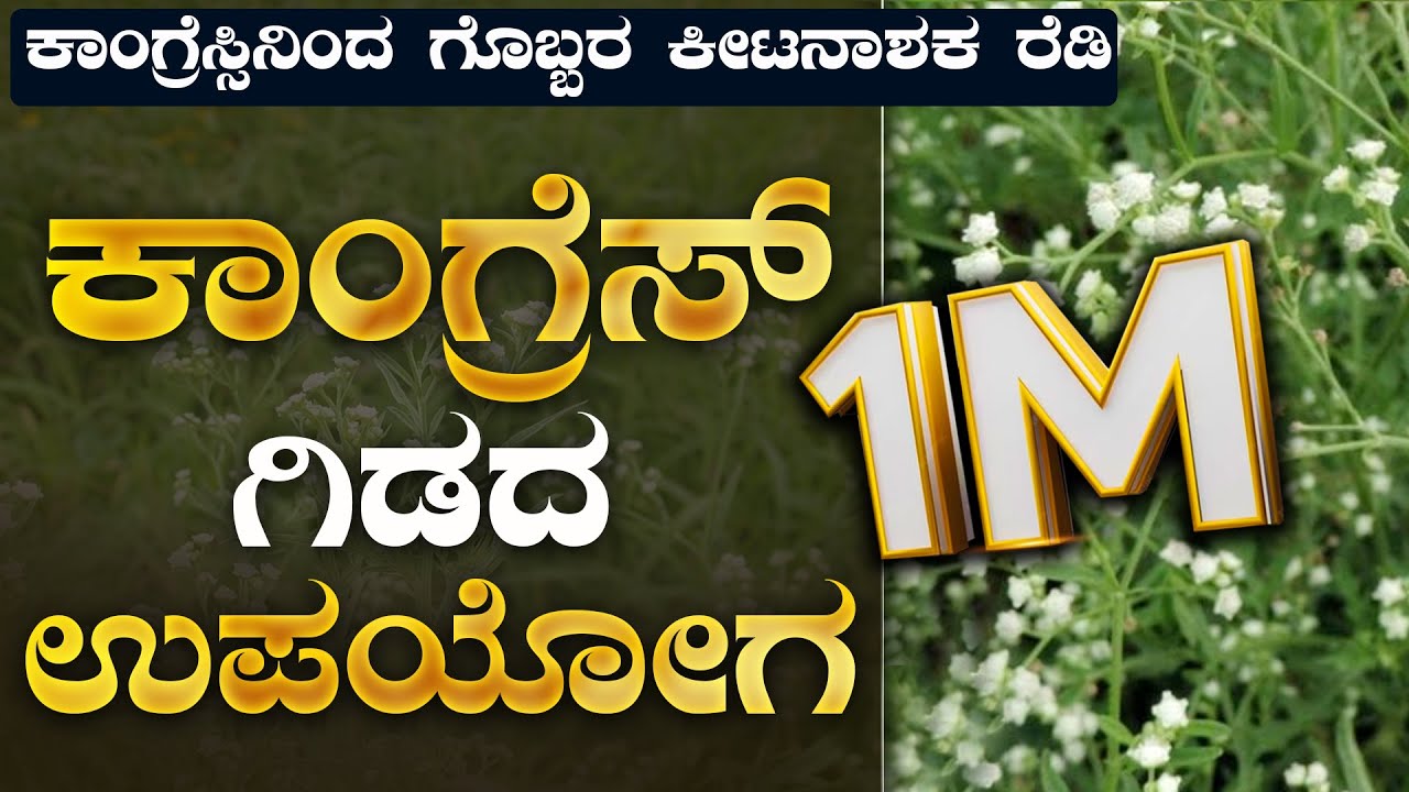 ಕಾಂಗ್ರೆಸ್ ಗಿಡದ ಸಂಪೂರ್ಣ ಮಾಹಿತಿ parthenium complete information#congressgrass #parthenium #compost