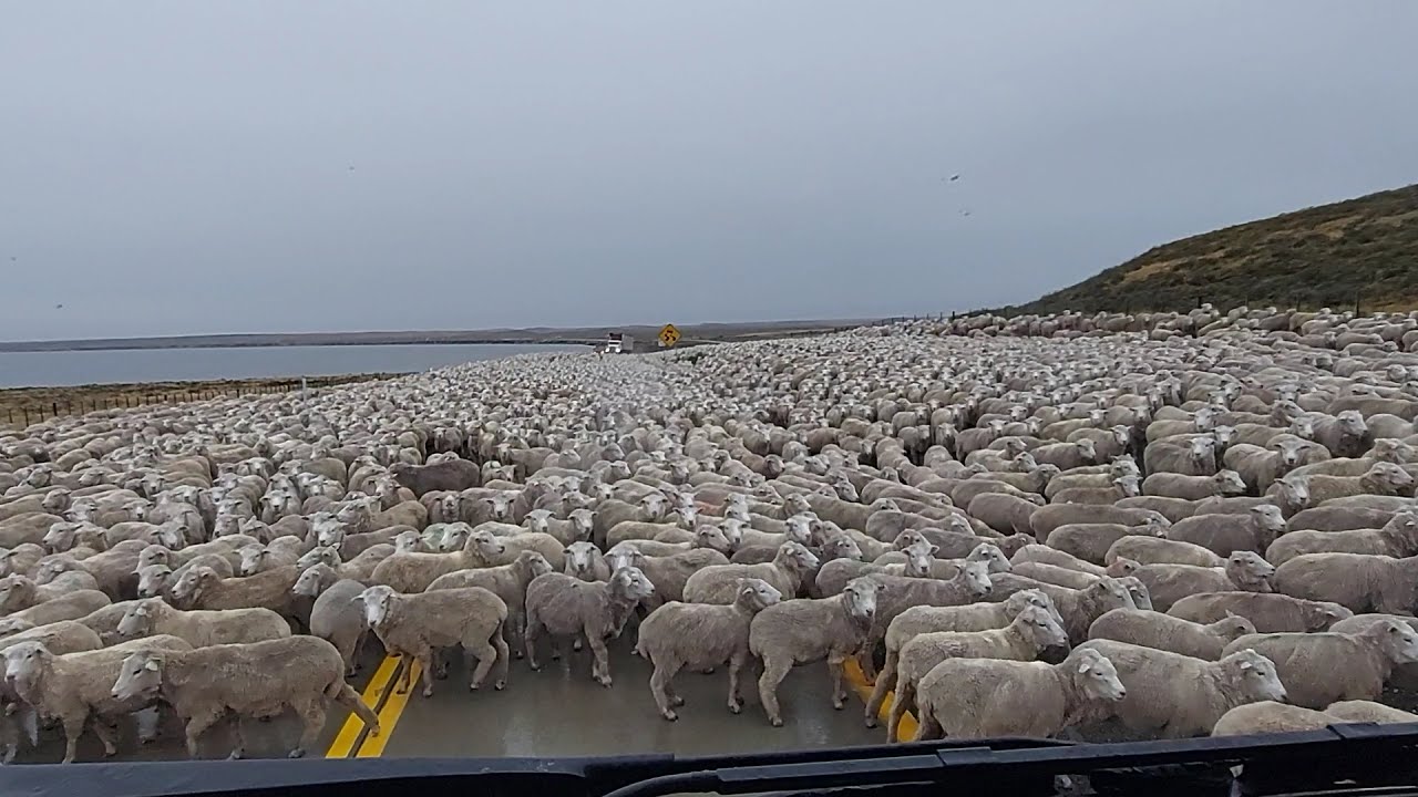 2° REBANHO DE OVELHAS / DE ENCONTRO AO 1°/ TIERRA DEL FUEGO  / PATAGONIA CHILENA.