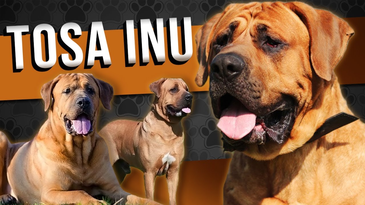 TOSA INU - Tudo sobre a raça #caoemfoco