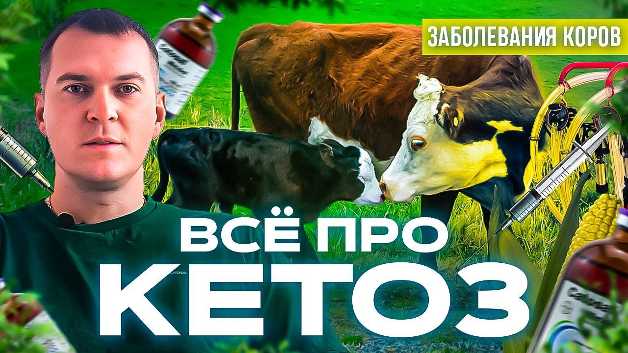 Всё про кетоз!