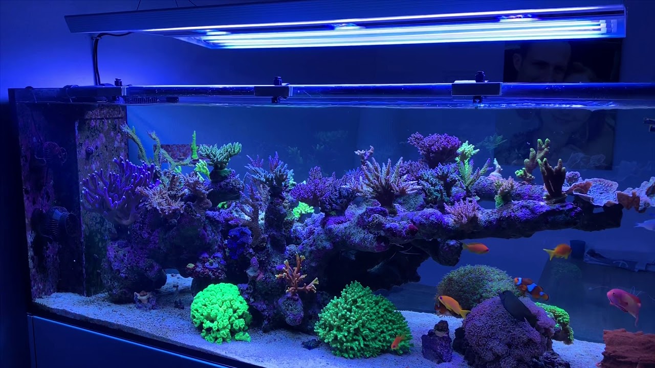 Giesemann Aurora V8 ECO Hybrid - Meerwasseraquarium Beleuchtung T5/LED Aquariumbeleuchtung Lampe