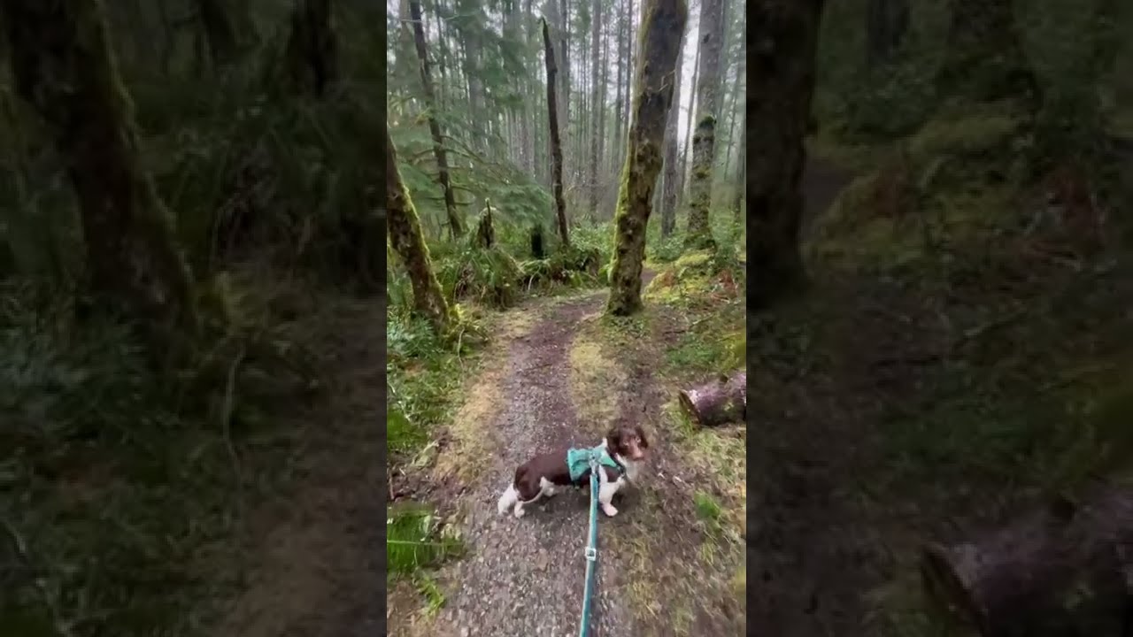 Magical forest dog walk! Touching squishy moss