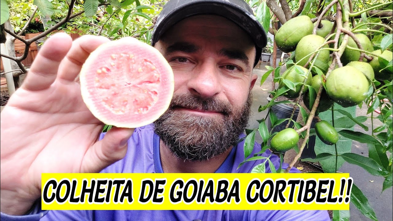 COLHEITA DE GOIABA CORTIBEL LM LISA MÉDIA VERMELHA EM VASO DE 50 LITROS!! #colheita #goiabeira