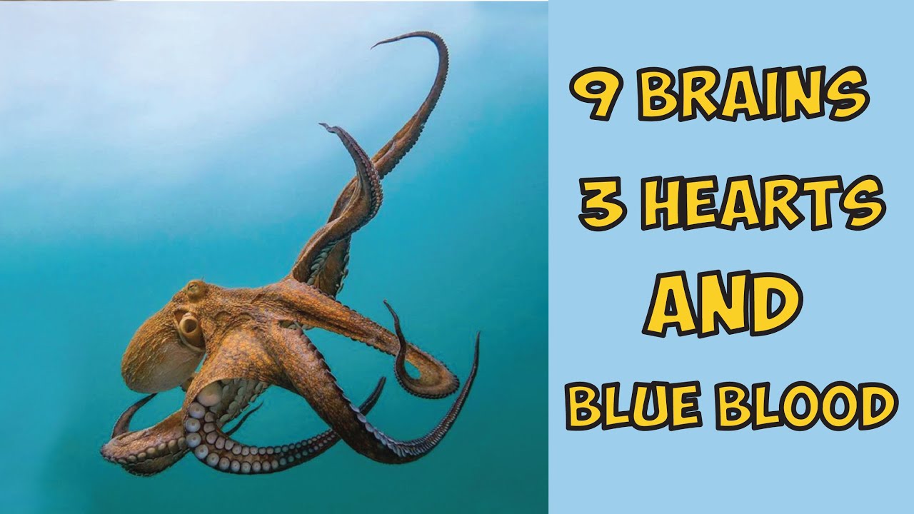 Why Octopus Have 9 Brains, 3 Hearts and Blue Blood | Animal Kingdom