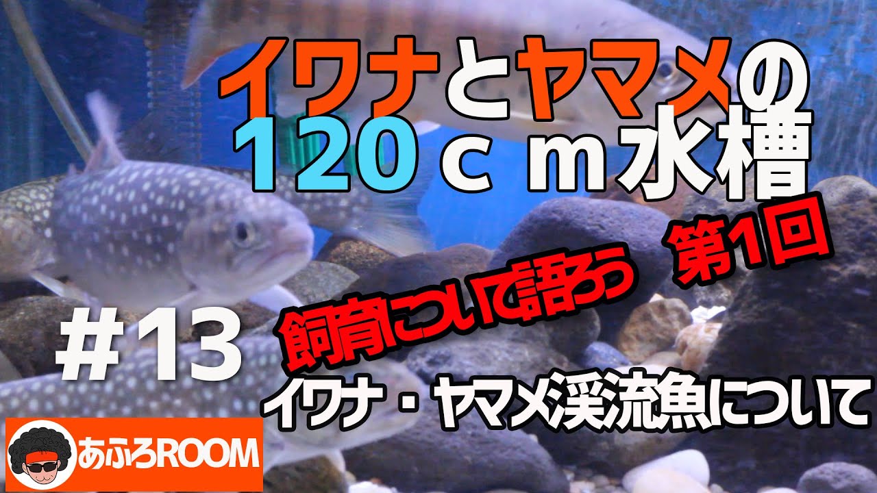 飼育について語ろう　第１回「イワナ・ヤマメ渓流魚について」【イワナとヤマメの120ｃｍ水槽】＃１３【120cm aquarium of  IWANA trout and YAMAME trout】