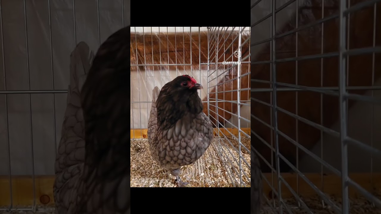 4. Sonderschau der Belgischen Bartzwerge in Alberoda