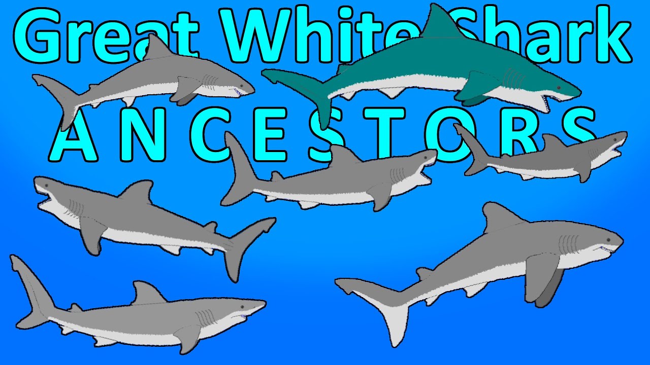 Great White Shark - Ancestor lineage - (Carcharodon carcharias) - Size Comparison