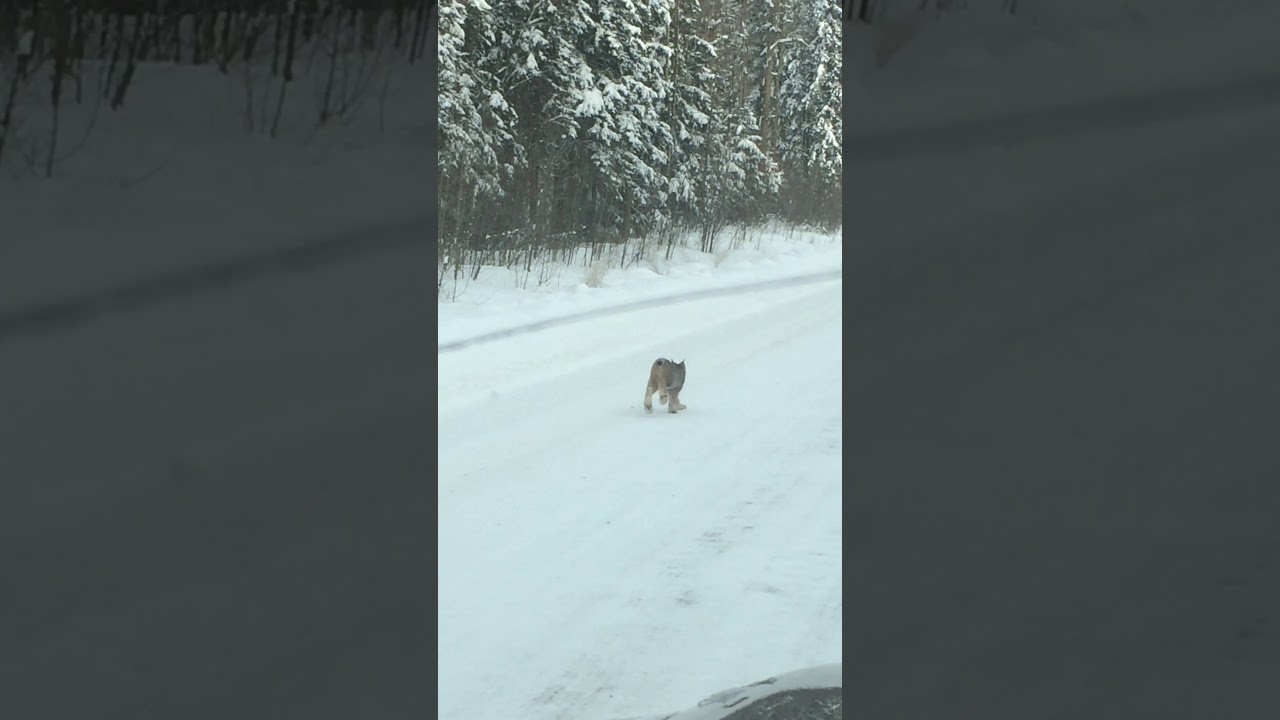 Lynx hunting