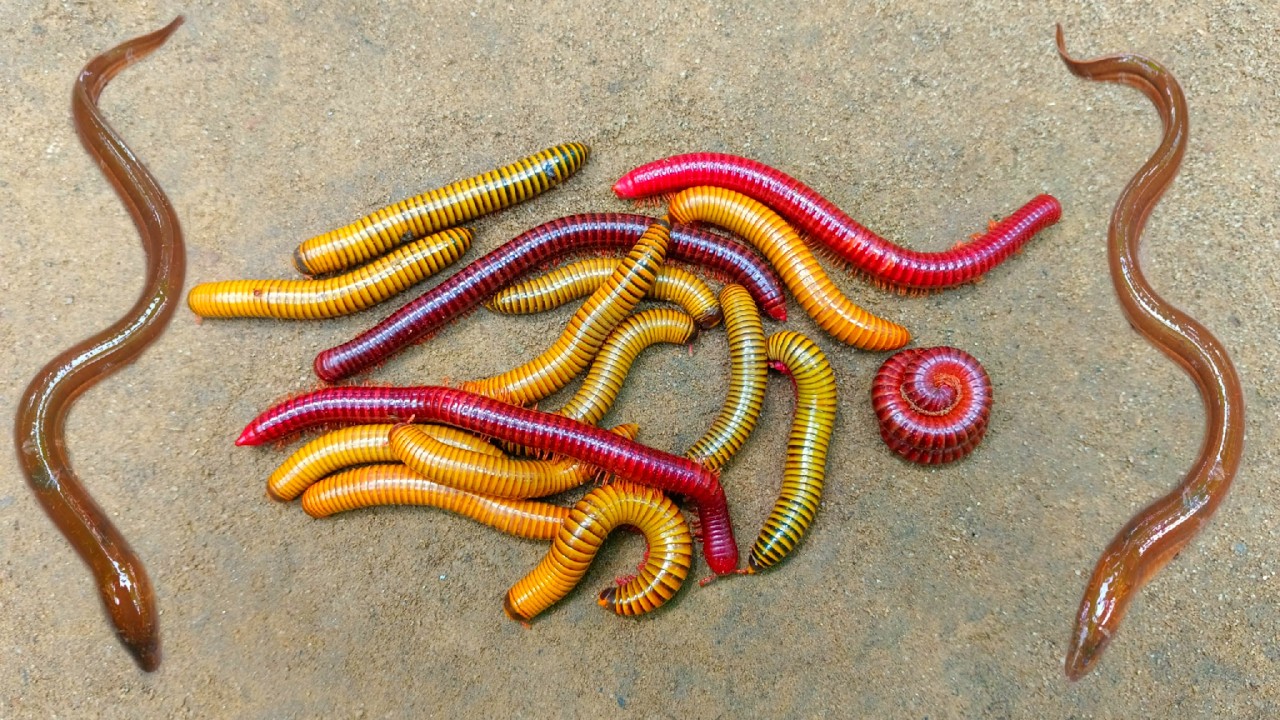 Wadidaw! Tangkap ikan belut dan kaki seribu, luwing, ikan lele, ikan hias, kura kura lucu, kelomang