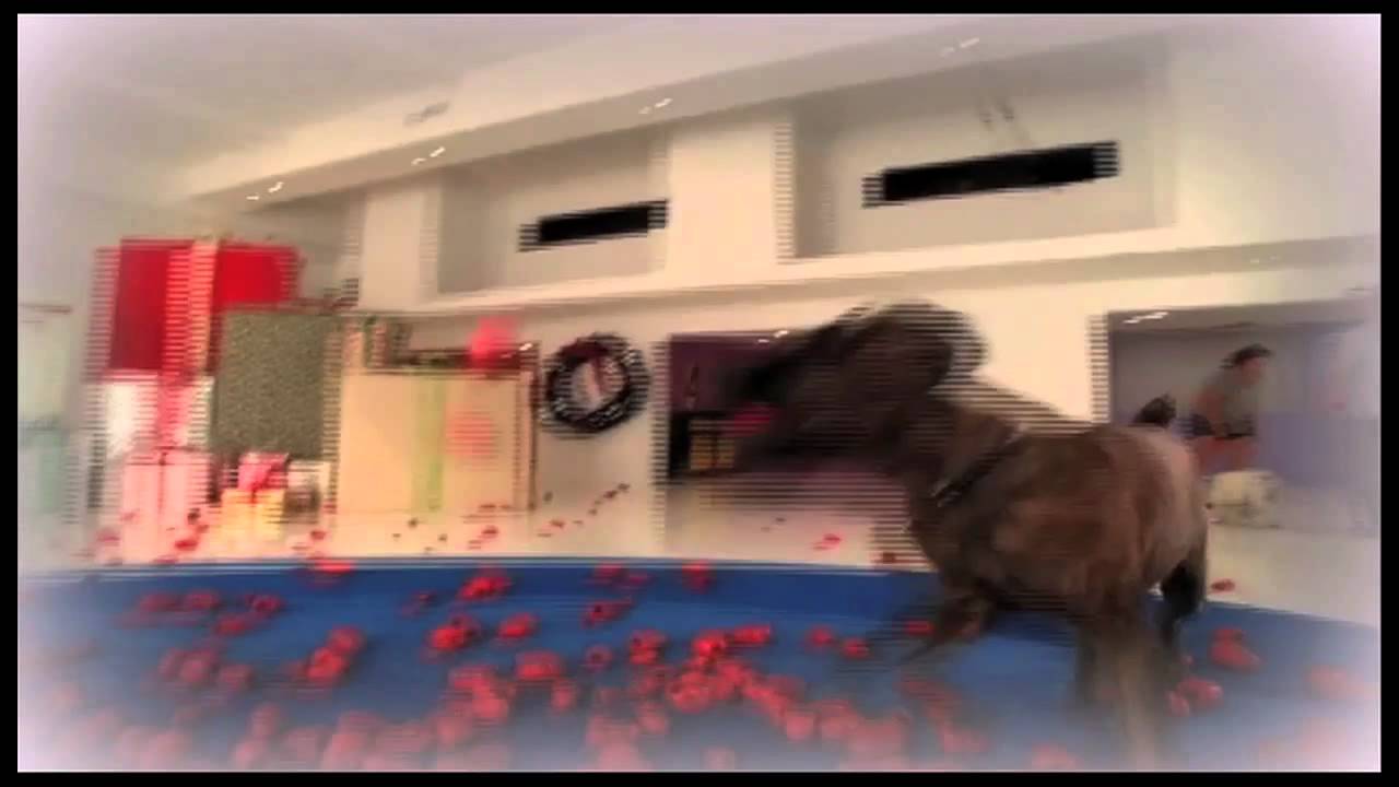 Pet Holiday Dreams - Kong - A Holiday Commercial by Petco
