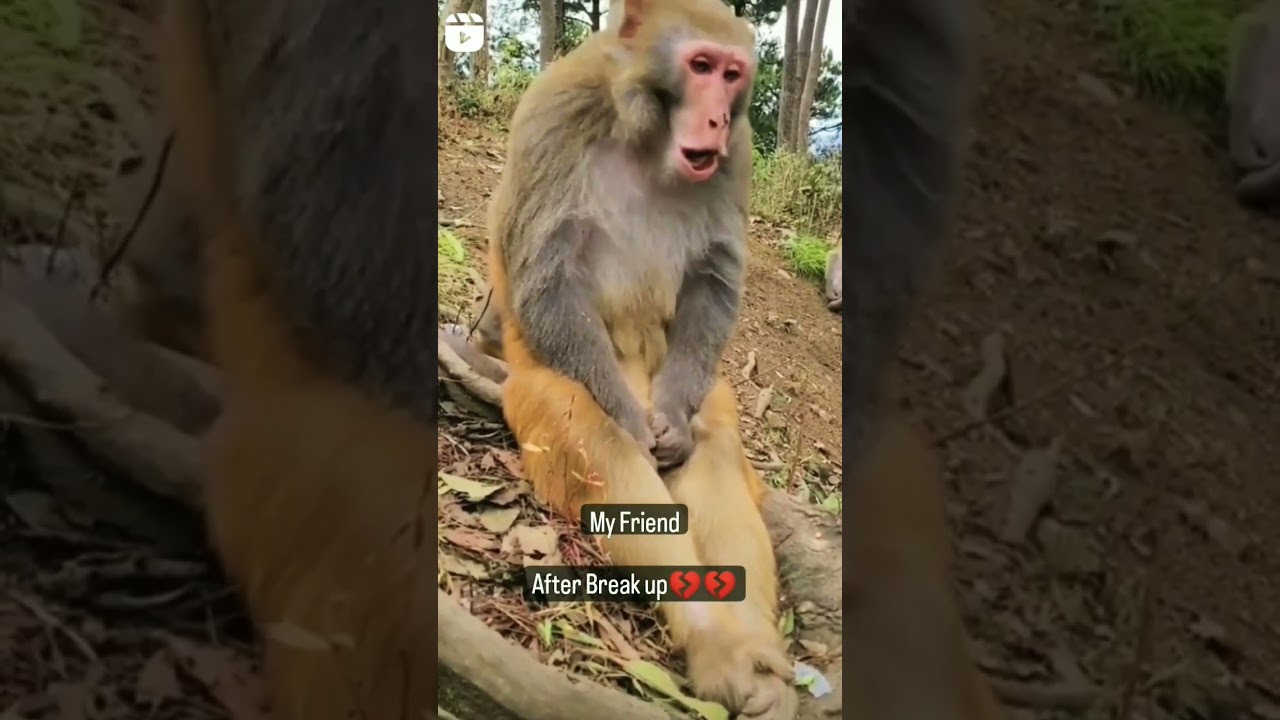 Monkey 🐒  | The Family Vlog | 2023 |