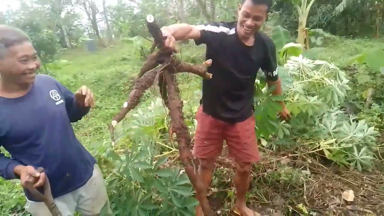 ANG HAHABA NG MGA LAMAN KAYA MAG HARVEST KAMI NG KAMOTENG KAHOY