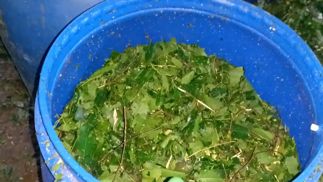 CARA SEDERHANA PEMBUATAN SILASE PAKAN TERNAK 