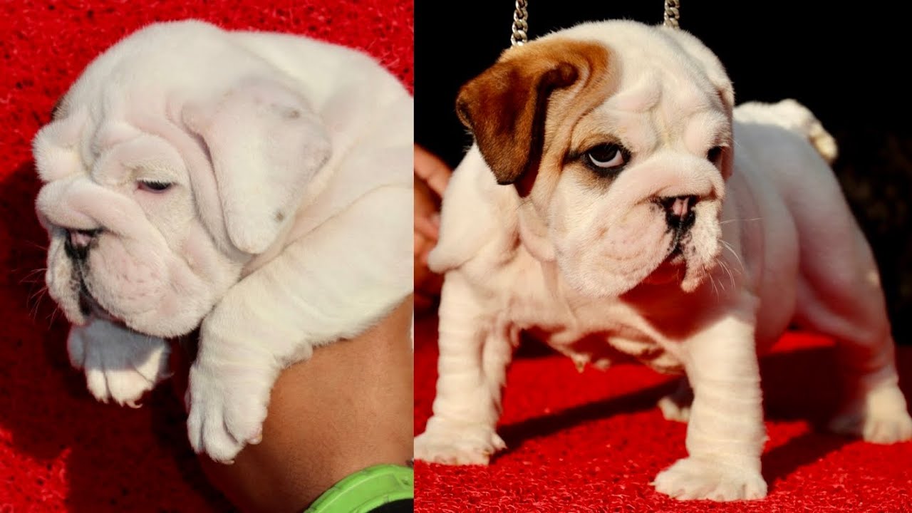 Top Quality Bulldog Puppy | Best Bulldog in India | White Colour Bulldog Puppy 9548400013☎️📲📞