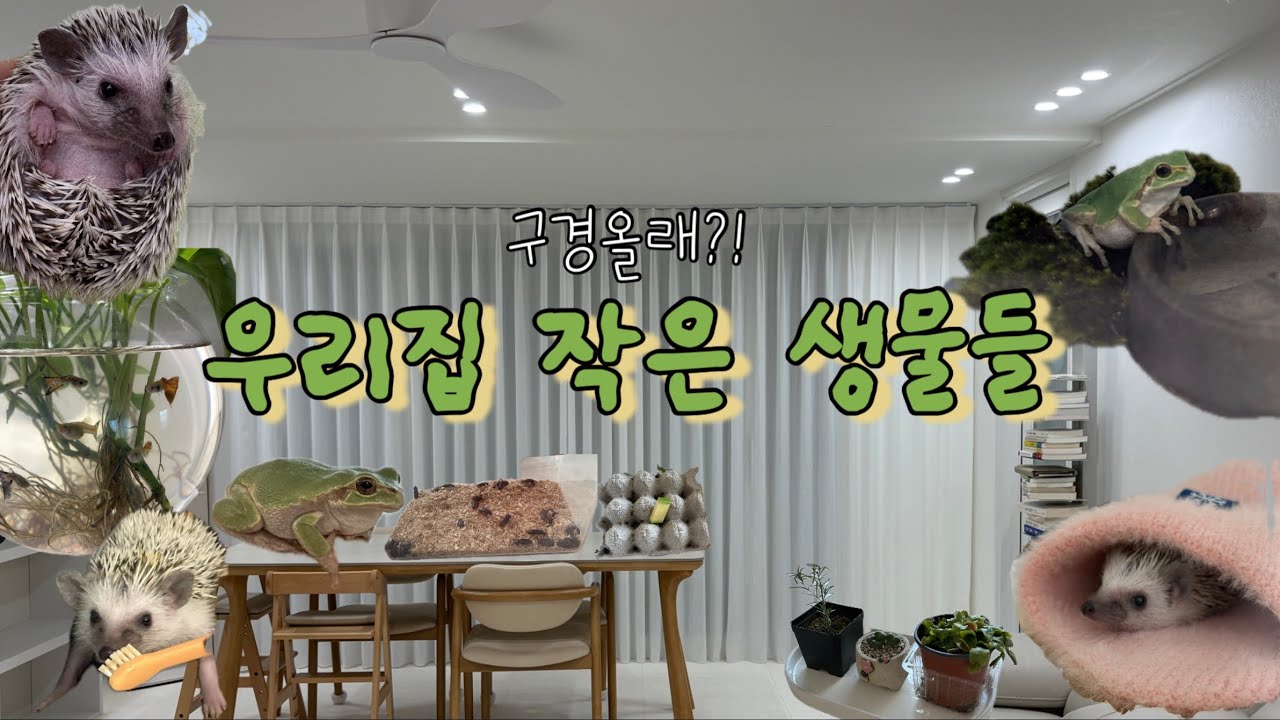 우리집 작은 생물들 | 고슴도치·밀웜·개구리·구피 키우는 집