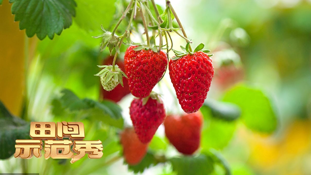 草莓迟迟不结果，丰产无忧到底有何秘诀？丨「田间示范秀」20220117