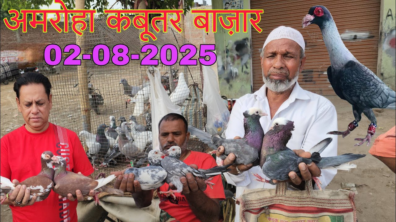 Amroha kabootar market 🕊️ 02-08-2025. अमरोहा कबूतर बाज़ार। Gola kabootar market