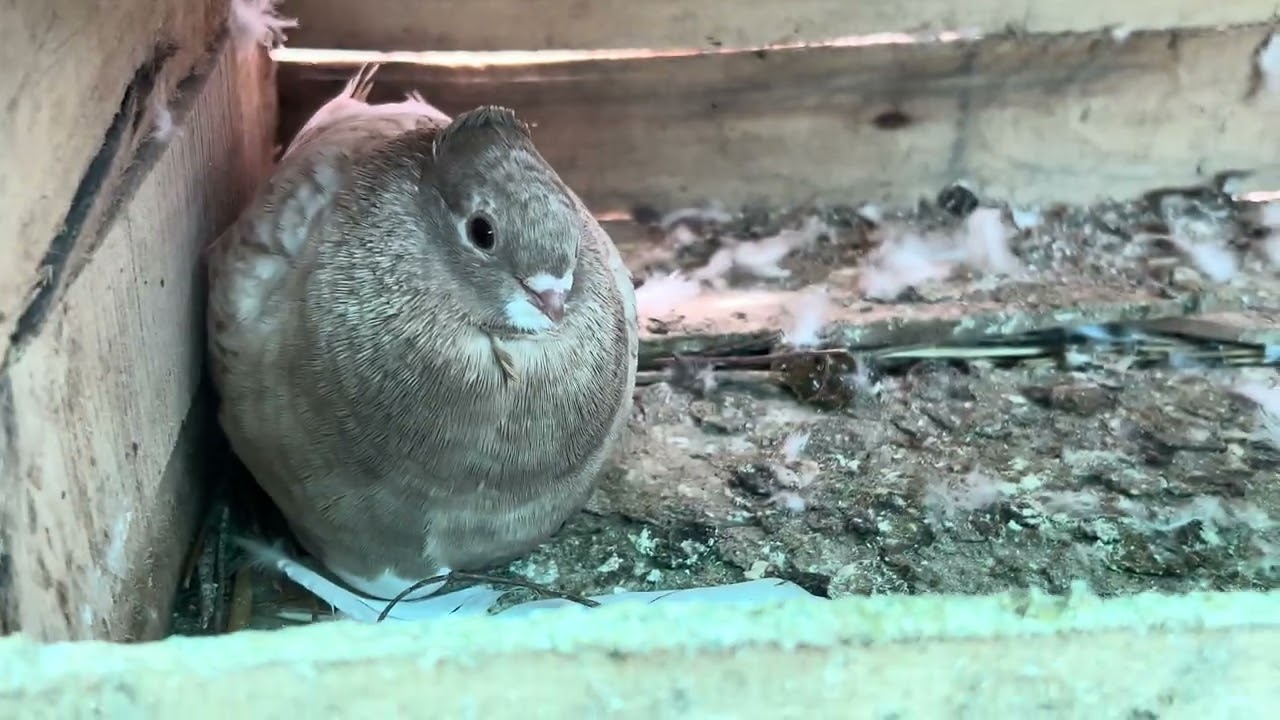Top quality pigeon 