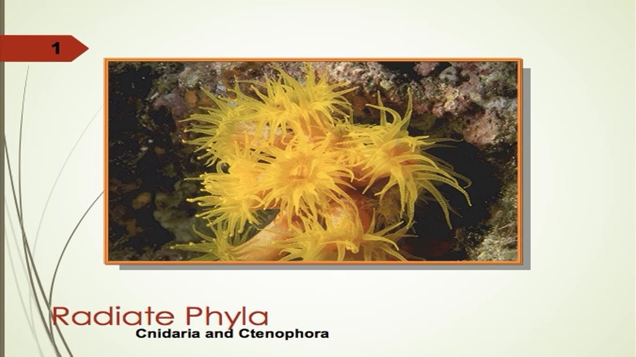 Generalidades Cnidaria