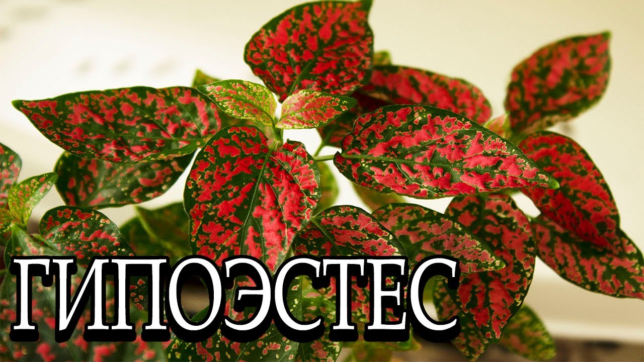 Гипоэстес. Обзор. 🌿 [Надежда и мир]