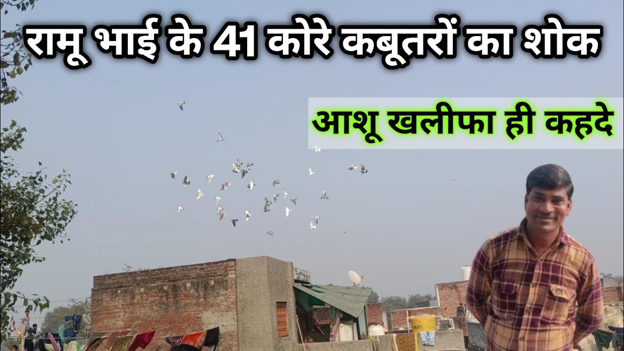 Ramu bhai ke naye 41 kabutar ka shok agra |Agra Pigeons
