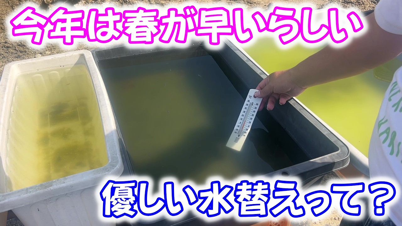 【めだか】早い春に向けて準備を進めよう。優しい水替えって？Ｂ型おやじ　2026年　3月　1日　投稿