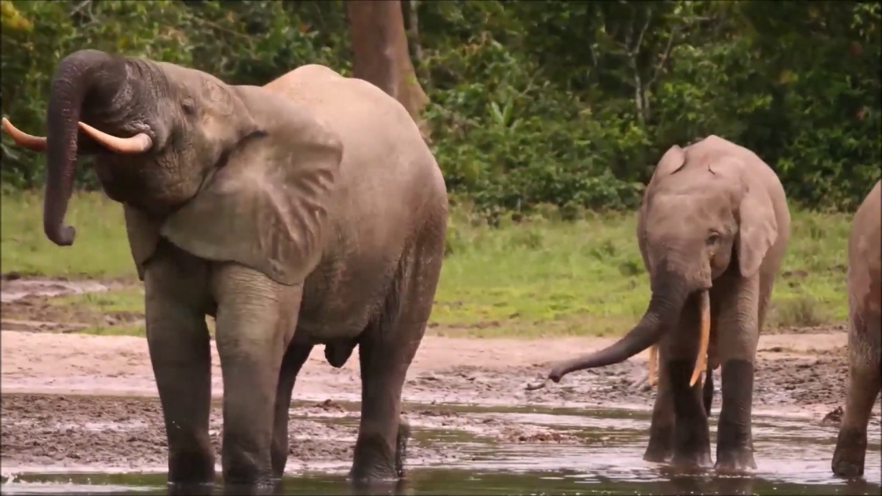 Forest Elephants of the Congo - Dzanga Bai